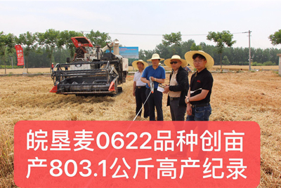 皖垦麦0622”小麦新品种亩产创800公斤新纪录