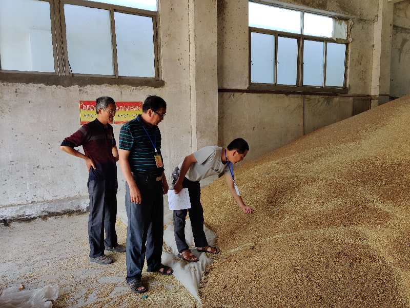 正阳关分公司圆满完成小麦种子烘干入库工作