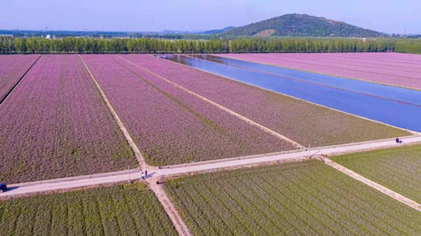 人民网：安徽农垦：“绿稻红花”探索生态制种新理念
