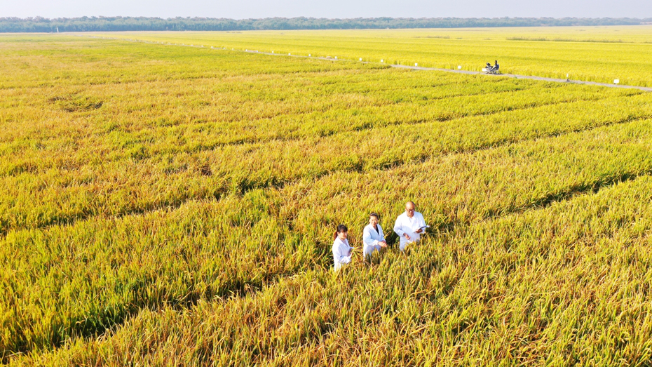 农亢农场公司：推广水稻新品种  力推区域乡村振兴